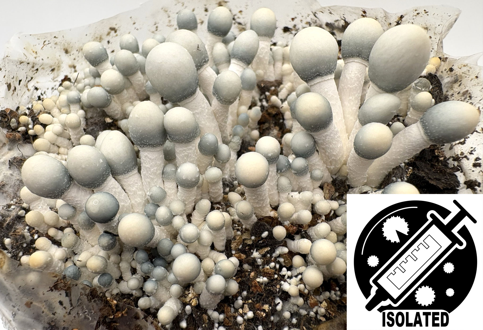 Psilocybe cubensis : True Albino Teacher TAT Spore Isolate Syringe